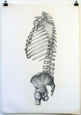 Anatomy drawing #7 - graphite on 50x70cm Fabriano 4 paper by artist Paolo Giardi