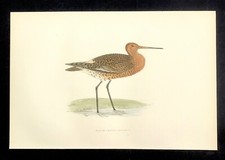 British Birds Original print