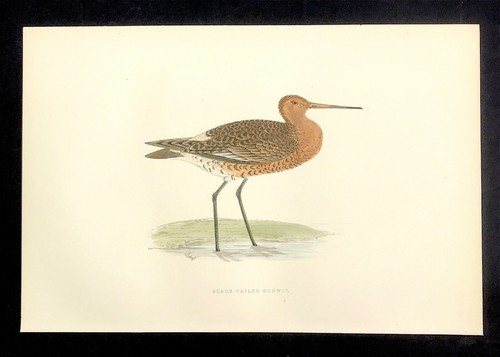 British birds original print - birds,