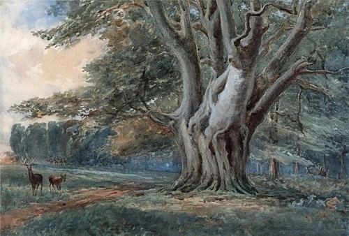 Deer woodland landscape - woodland,