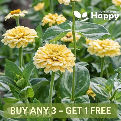 Zinnia dahliaflowered - zinnia,