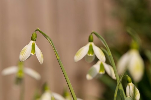 Galanthus joe sharman snowdrop - galanthus,