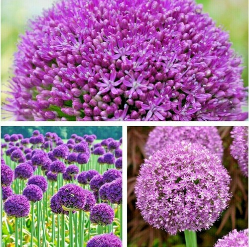 Organic seeds allium - organic,