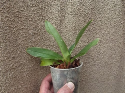 Paphiopedilum kolopakingii