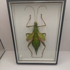 HETEROPTERYX DILATATA  -