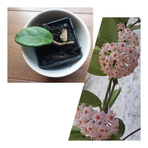 Leaf one node hoya - leaf,