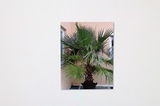 10 Seeds Washingtonia Robusta