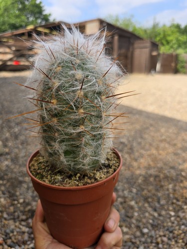 Oreocereus trollii commonly - oreocereus,