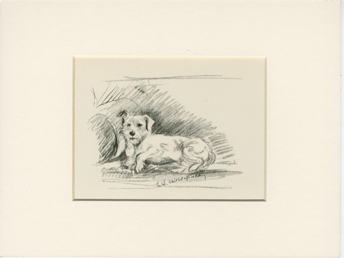 Jack russell terrier vintage - jack,