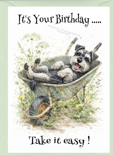 Miniature schnauzer dog - miniature,