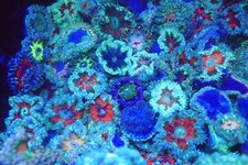 5 rock flowers anemone