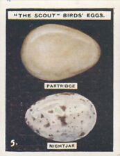 THE SCOUT - "Birds Eggs" - 5. Partridge, Nightjar