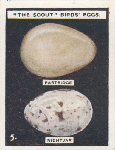 The scout birds eggs - the,