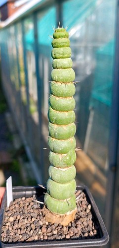 Eulychnia castanea spiralis - castanea,