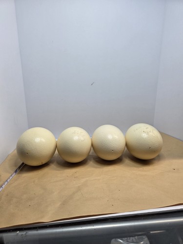 Ostrich egg blown out - blown, white