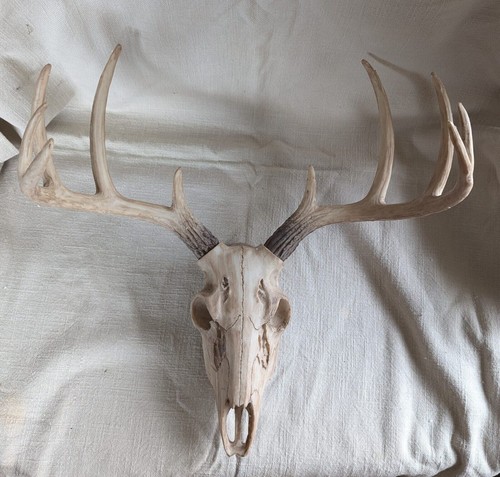 Deer skull with antlers - skull,