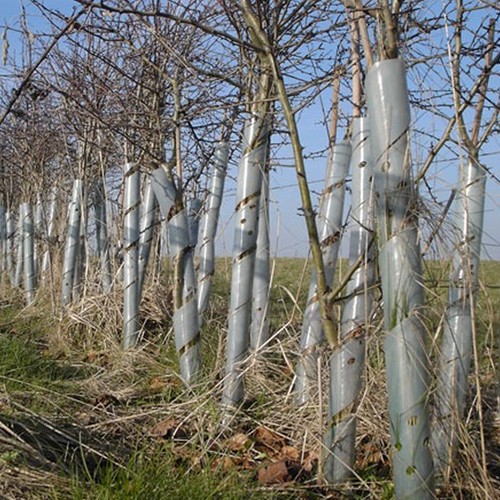 Clear spiral tree guards plant - spiral,