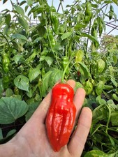 15 Sweet Aji Chilli DEDO DE MOCA Pepper Rare Unusual Perennial Open Pollinated