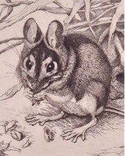 Winifred Austen Signed Etching