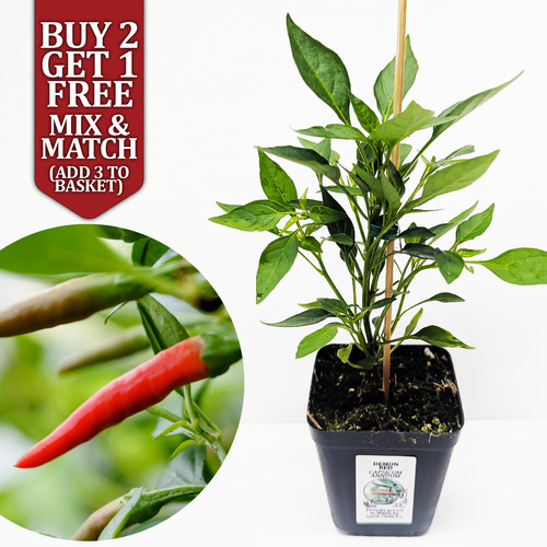Demon red dwarf - chilli, pepper