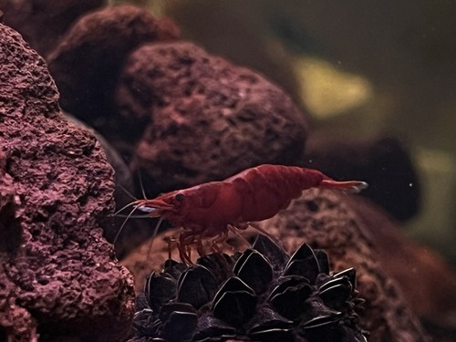 Red cherry shrimp - shrimp,