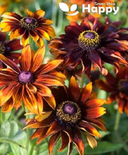 RUDBECKIA HIRTA - SPECIALTIES