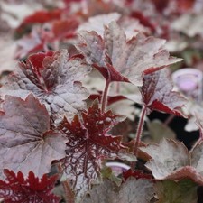 Heuchera Palace Purple Coral Bells Large Leaf Ground Covering | 17cm/2L