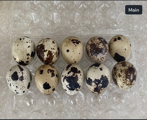 Coturnix quail hatching eggs - quail,