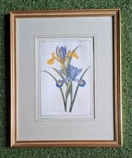 Irises By Pierre-Joseph Redoute