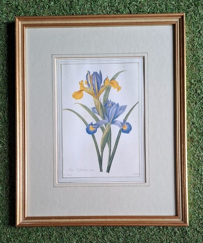 Irises pierre joseph - by, pierre-joseph