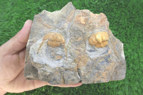 Onnia superba trilobite fossil - onnia,