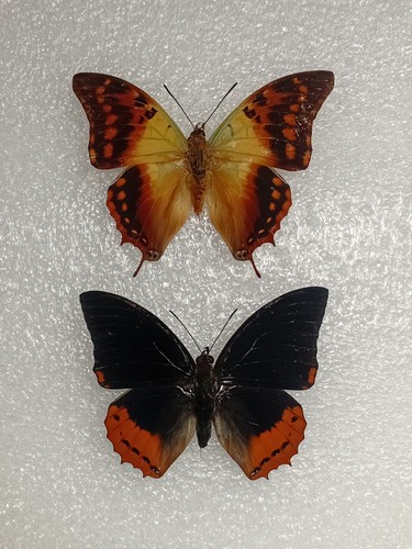 Green veined emperor - green-veined,