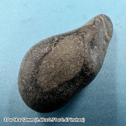 Ichthyosaur fossil reptile - ichthyosaur,