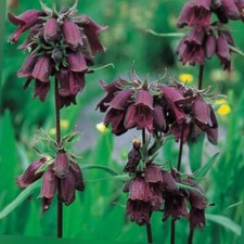 Penstemon Whippleanus