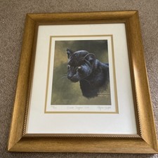 Black Jaguar Cub Stephen