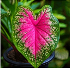 Caladium,  Heart of Jesus