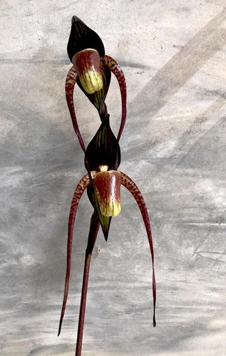 Paphiopedilum adductum species