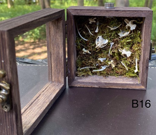 Rat box taxidermy cabinet - cabinet,