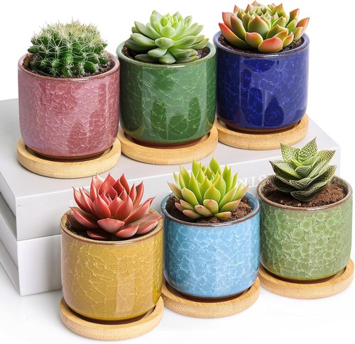 T4u 6cm succulent plant pot - plant,