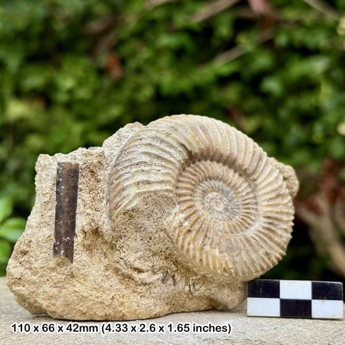 Rare orthogarantiana fossil - rare,