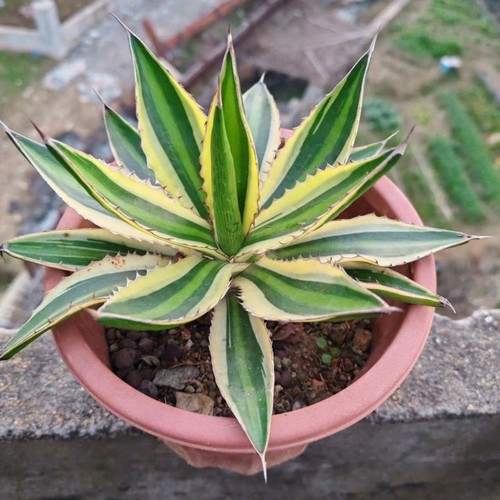8cm succulent agave - succulent, plant
