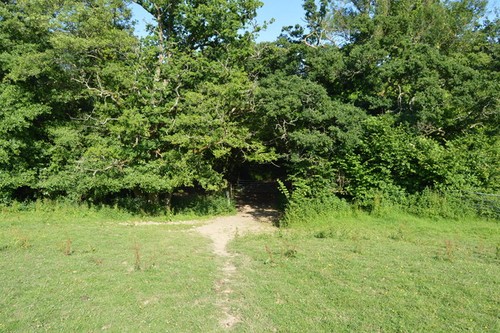 Photo 6x4 footpath into hedge - footpath,