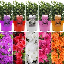 Azalea japonica Mixed Colours | Colourful Evergreen Outdoor Garden Shrub Plants
