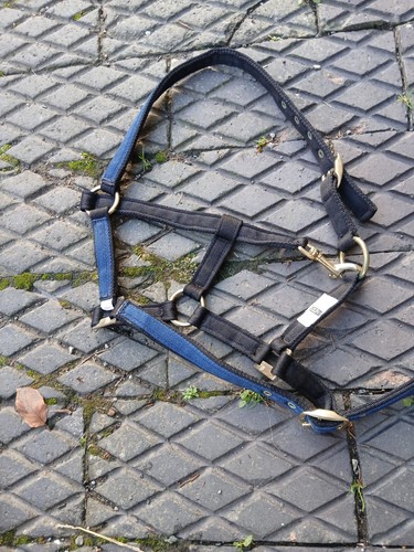 Pony headcollar - pony,