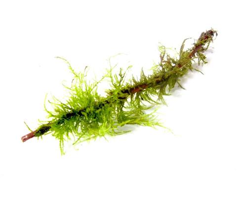Live moss twig stick - moss,