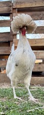 Polish Hatching Eggs Variety