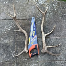 Red Stag Antlers Naturally