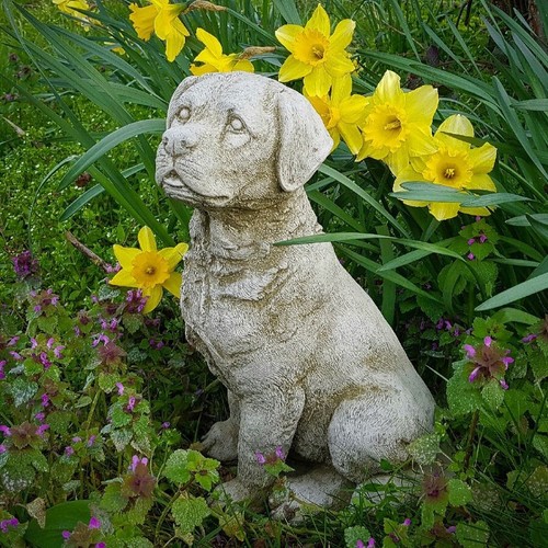 Sitting labrador stone statue - sitting,