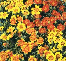 Flower - Tagetes - Starfire