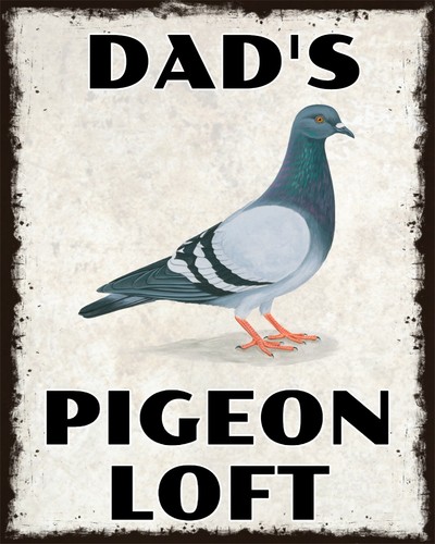 Dad pigeon loft shed - loft,